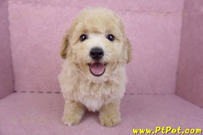 08/14泰迪比熊公幼犬4號(台中南區)4