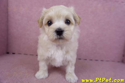 11/06馬爾泰迪公幼犬(屏東市)1