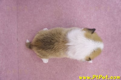 05/31雙色柯基犬母幼犬5