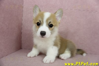 02/09雙色柯基犬公幼犬(新竹)12