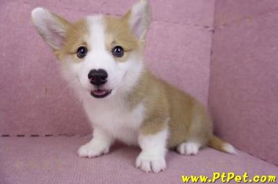 11/30雙色柯基犬公幼犬2號(高雄鳳山)11