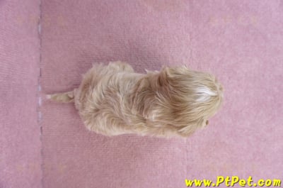 01/11馬爾泰迪公幼犬1號7