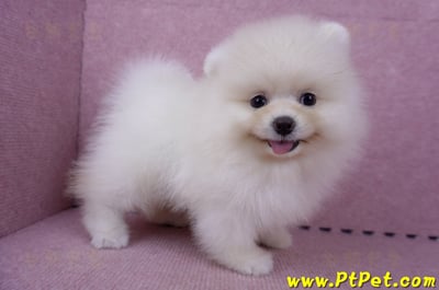 06/23迷你型松鼠白博美公幼犬(新北板橋)3