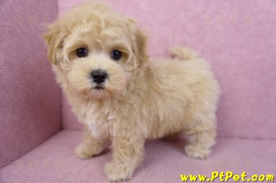 11/23馬爾泰迪母幼犬1號(新北永和)9