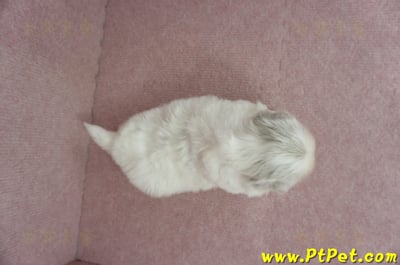 12/28北京狗母幼犬(桃園龍潭)10