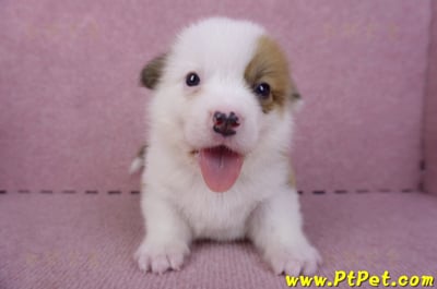 11/02雙色柯基犬公幼犬2號(屏東市)1