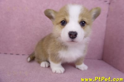 11/30雙色柯基犬公幼犬4號1