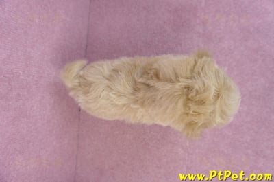 11/23馬爾泰迪母幼犬1號(新北永和)12