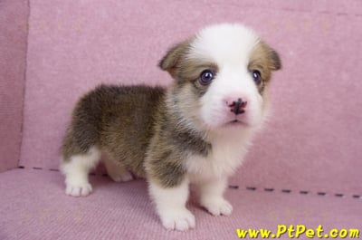 07/01雙色柯基犬公幼犬(屏東長治)4