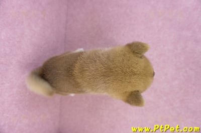 07/22赤色柴犬公幼犬11