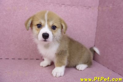 08/05雙色柯基犬母幼犬(台中潭子)7