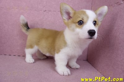 11/30雙色柯基犬公幼犬(高雄旗山)6