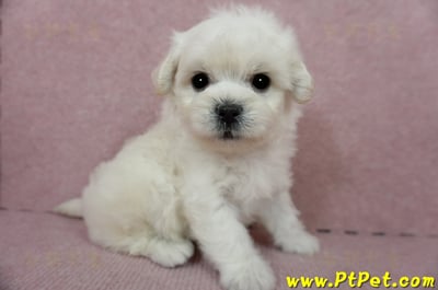 01/10奶白色馬爾泰迪公幼犬3號(屏東萬丹)9