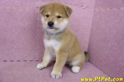 05/07赤色柴犬公幼犬8