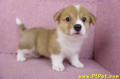 10/10雙色柯基犬母幼犬2號(花蓮吉安)7