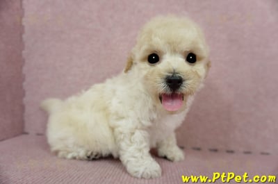 03/12泰迪比熊公幼犬(高雄鳳山)5