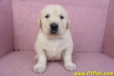 11/14黃金獵犬公幼犬2號(新北三重)2