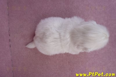 12/17北京狗公幼犬8