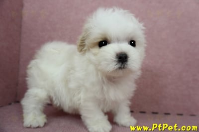 04/11紅白花馬爾泰迪母幼犬(桃園平鎮)8