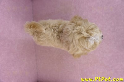 02/18泰迪比熊母幼犬(屏東市)13