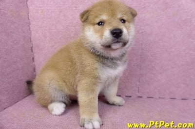 05/07赤色柴犬公幼犬3