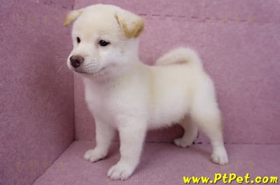 07/11白色柴犬公幼犬(屏東長治)9