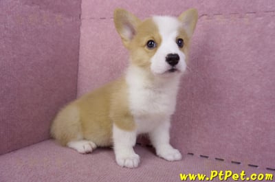 10/13雙色柯基犬公幼犬(台東市)4