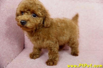 04/15玩具型紅貴賓公幼犬(基隆中山)12