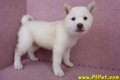 06/14白色柴犬公幼犬(台中北區)3