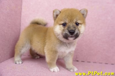 06/14赤色柴犬母幼犬(屏東九如)4