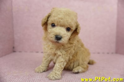 05/12茶杯型奶油貴賓母幼犬(屏東萬丹)6