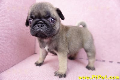 07/09巴哥母幼犬2號(桃園觀音)8