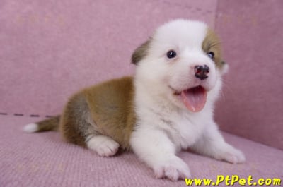 11/02雙色柯基犬公幼犬2號(屏東市)6