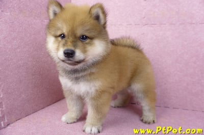 03/09赤色長毛柴犬公幼犬(高雄三民)9