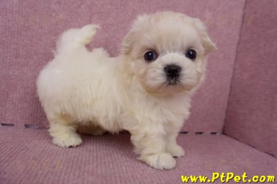 06/26迷你型馬爾濟斯 I 公幼犬1號(桃園八德)6