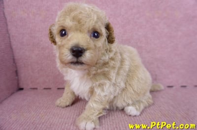 09/23泰迪比熊母幼犬2號(屏東里港)7