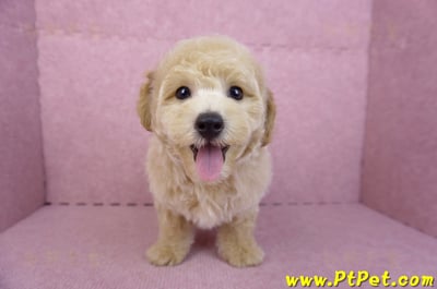 08/14泰迪比熊公幼犬3號(高雄新興)3