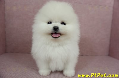 12/27迷你型松鼠白博美公幼犬(高雄前鎮)2