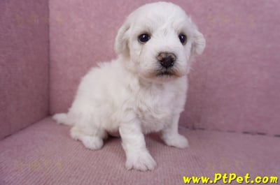 02/14比熊犬公幼犬1號(彰化大村)3