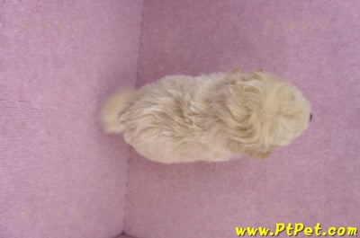 08/14泰迪比熊公幼犬4號(台中南區)12