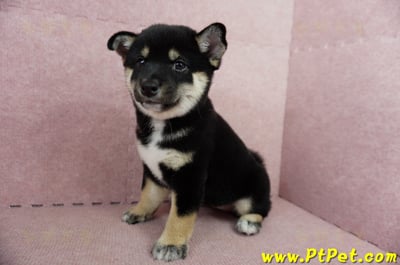 05/14黑色柴犬母幼犬2號(嘉義中埔)9