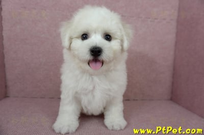 12/01比熊犬公幼犬(屏東市)4