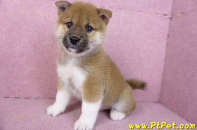 11/19赤色柴犬公幼犬9