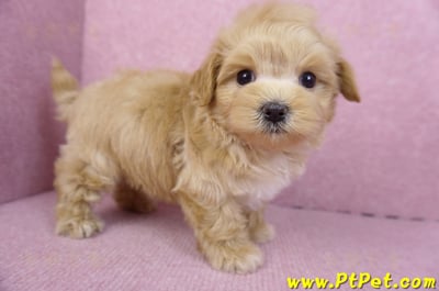 11/23馬爾泰迪公幼犬3號7