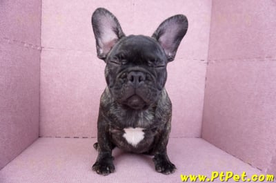 09/18虎斑色法國鬥牛母幼犬2