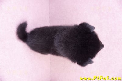 10/15黑色長毛柴犬公幼犬(基隆安樂)13