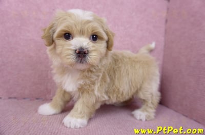 01/30馬爾泰迪公幼犬2號(新竹竹北)10