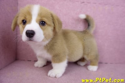 12/15雙色柯基犬母幼犬(桃園大園)8