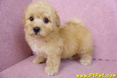 08/12泰迪比熊母幼犬1號(花蓮市)11