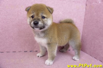 07/11赤色柴犬母幼犬1號(新北中和)7